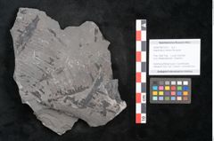 Foto (Objekt + Etikett) von Asterocarpus meriani Brongniart (NHMW-GEO-2024-0188-10612)